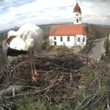 Erster Storch im Nest gesichtet…